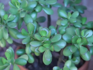 Succulent Arrangements Crassula ovata - Jade Plant
