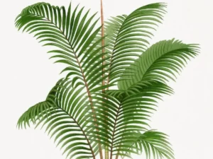 Chamaedorea Elegans (Parlor Palm)