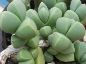 Corpuscularia lehmannii ‘Ice Plant’