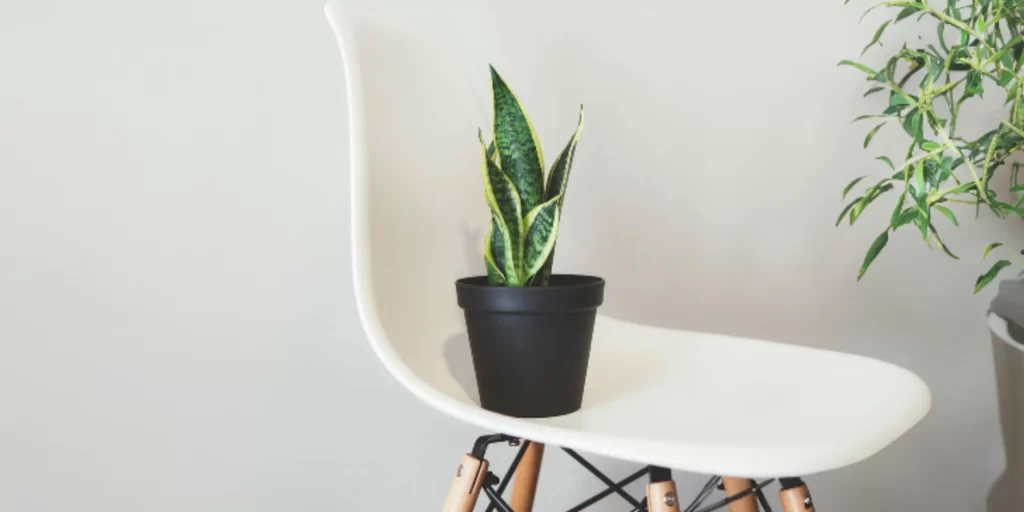 How Often to Water Snake Plant?