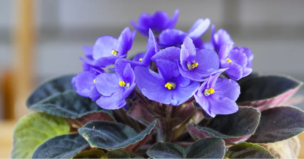 Propagating African Violets