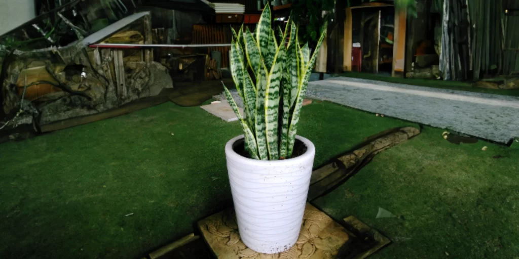 How Often to Water Snake Plant?