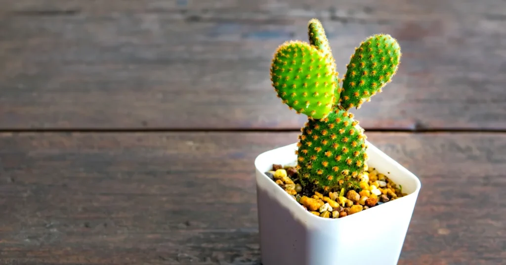 Bunny Ear Cactus (Opuntia microdasys)
