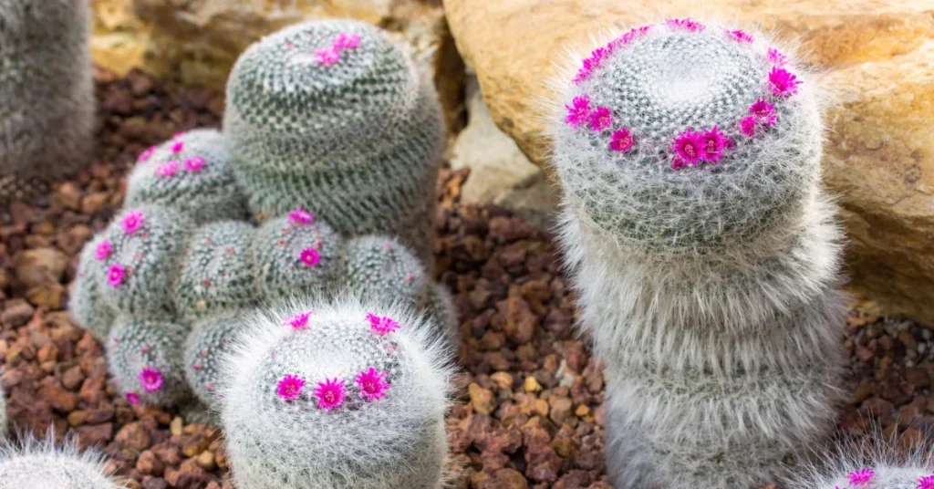 Pincushion Cactus (Mammillaria spp.)