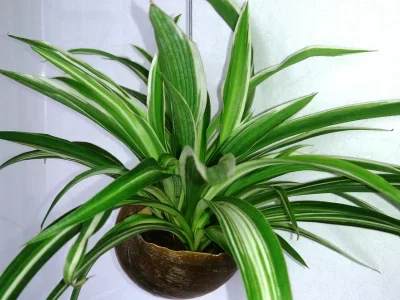 The green spider plants Classic Green Spider Plant