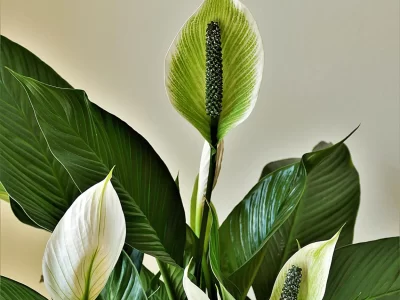 Japanese Indoor Plants Costa Farms Spathiphyllum (Peace Lily)